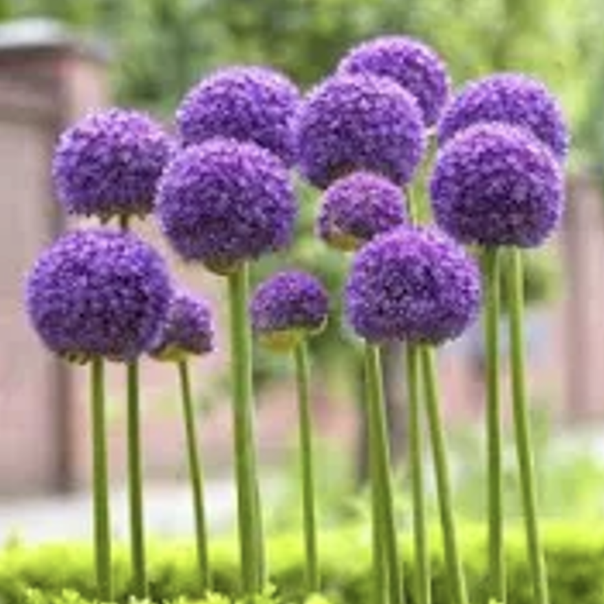Alliums