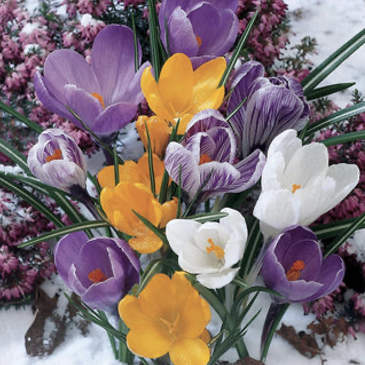 Crocus
