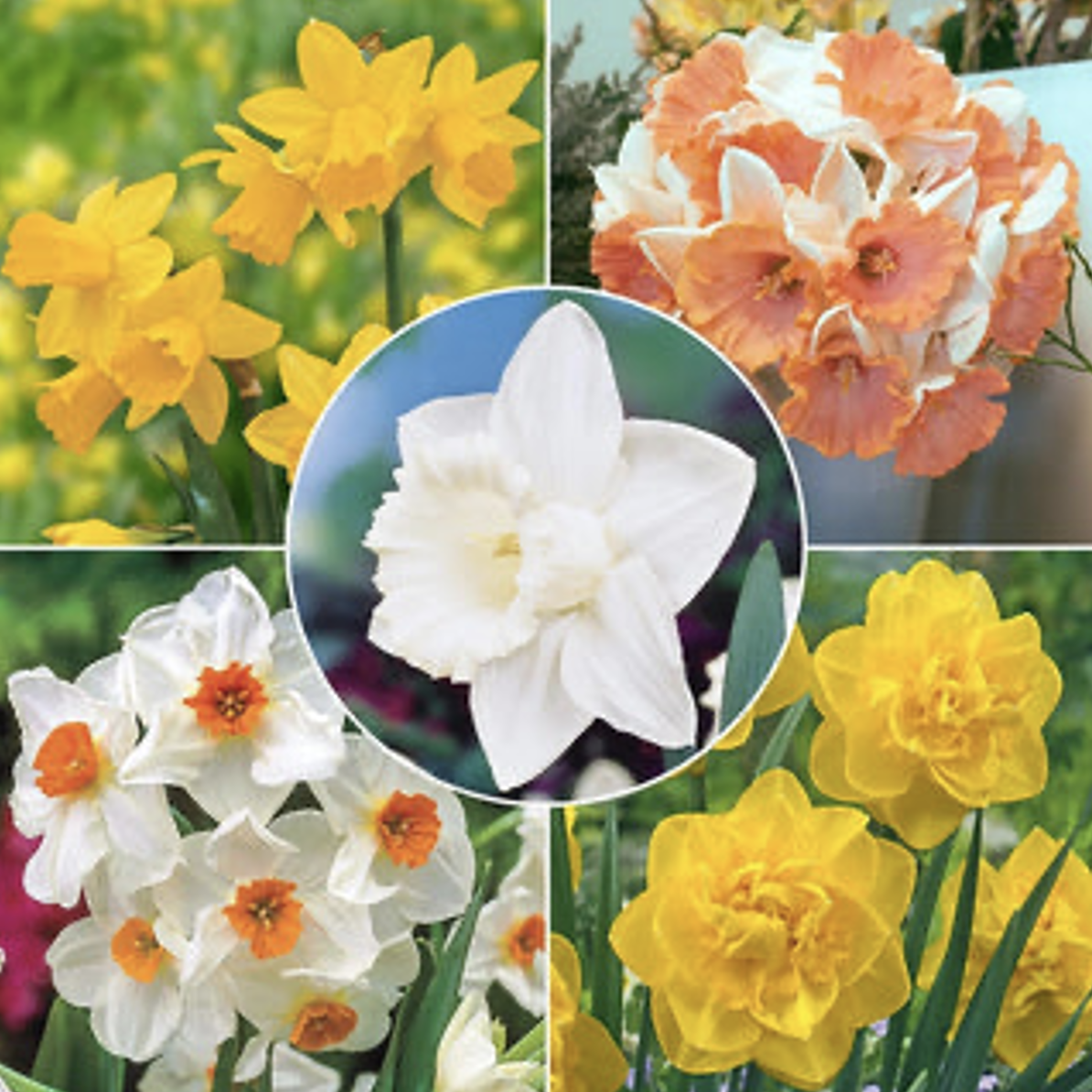 Daffodils