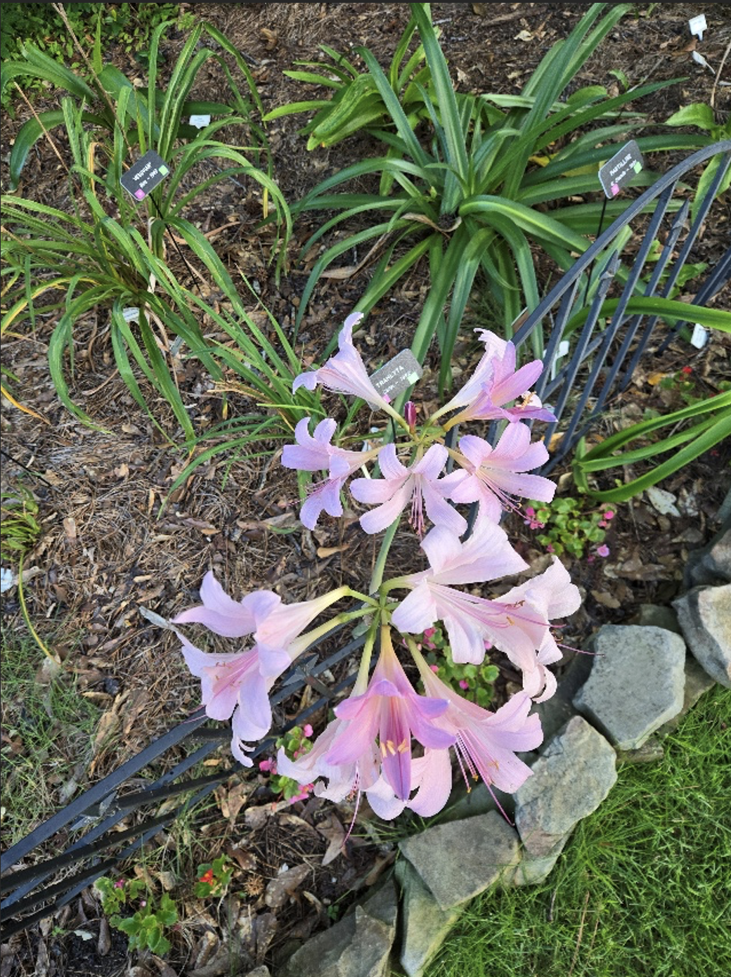 Surprise Lilies