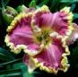 Daylily