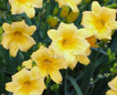 Daylily