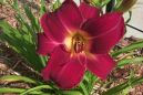 Daylily