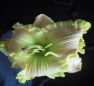 Daylily