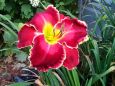 Daylily