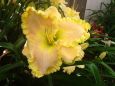 Daylily