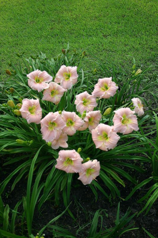 Blooms