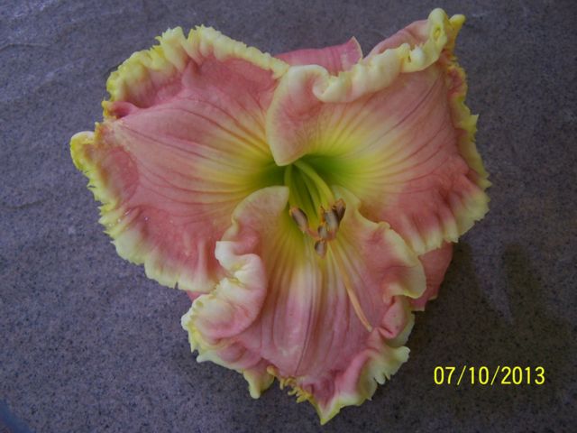 Hybridizers’ Corner