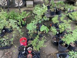Plant Sale