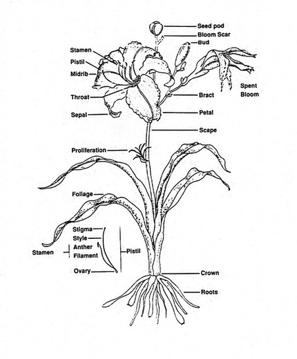 Parts of a Daylily