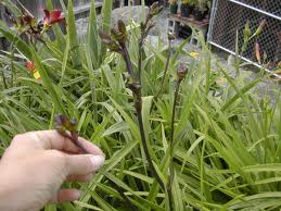 Daylily information