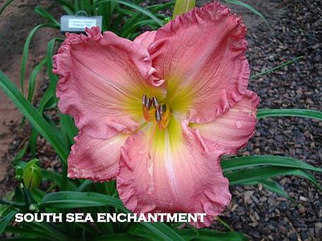 South Sea Enchantment